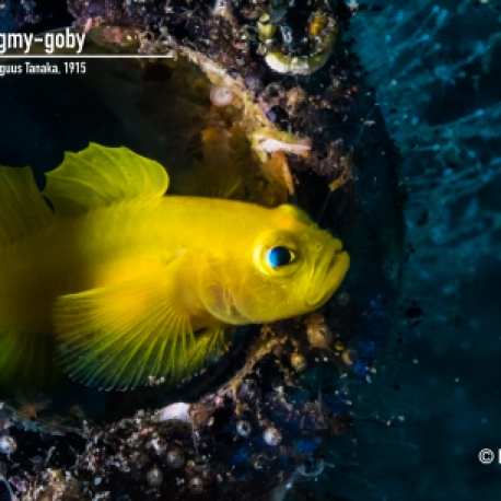 Yellow pygmy-goby