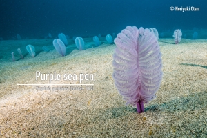 Purple sea pen