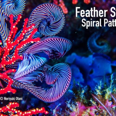 Feather Star in purple color